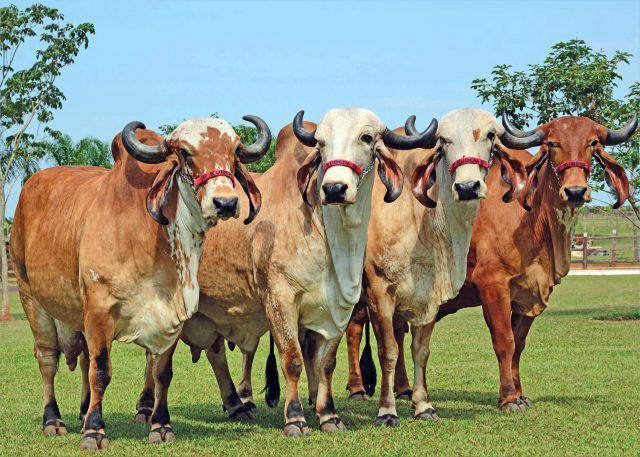 Healthy cows in green pasture - ShivDeep Organics